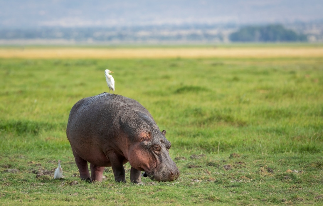 Suaygırı Hippopotamus amphibius
