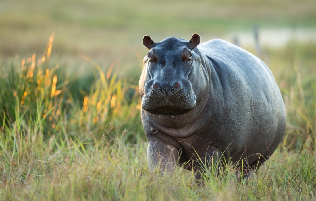 Suaygırı Hippopotamus amphibius