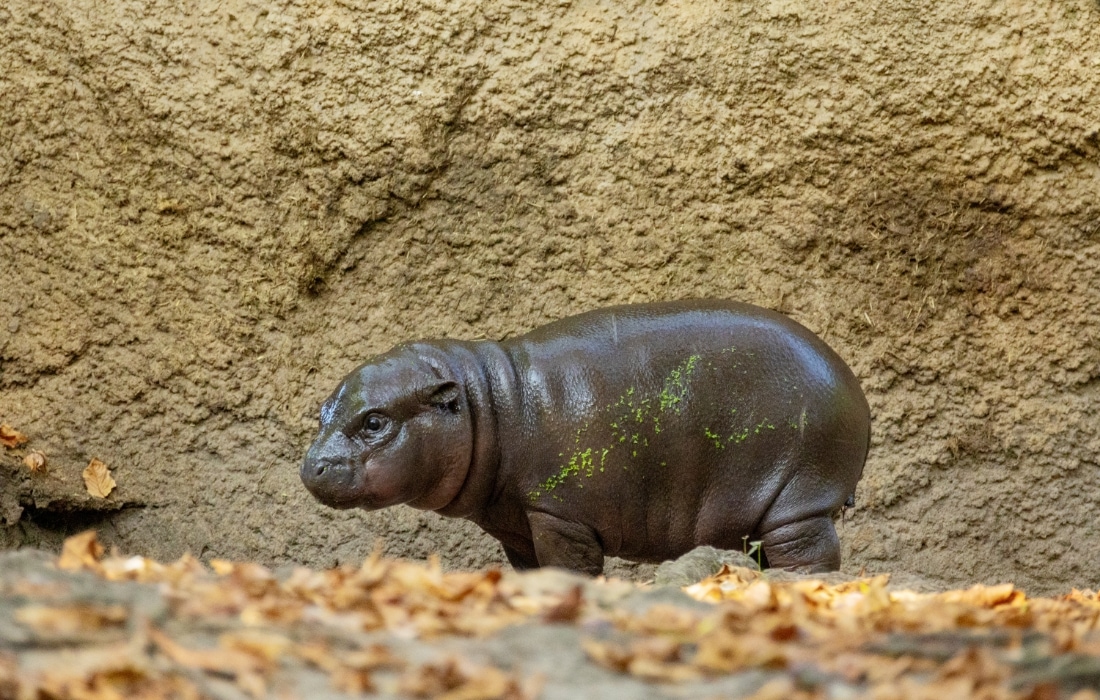 Cüce Suaygırı Hippopotamus amphibius