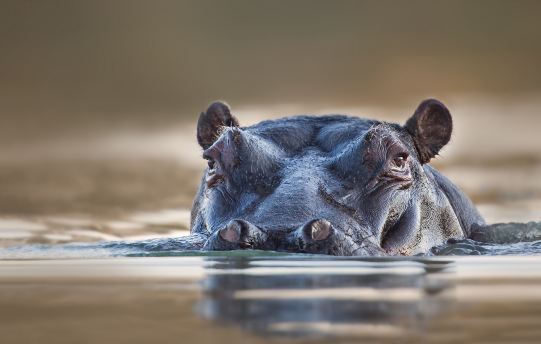 Suaygırı Hippopotamus amphibius