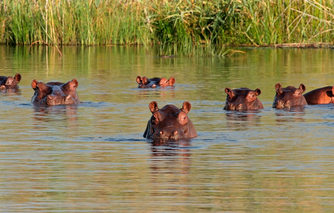 Suaygırları Hippopotamus amphibius