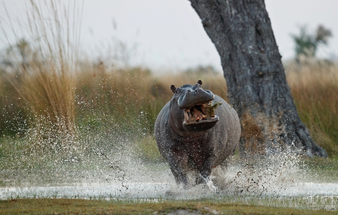 Suaygırı Hippopotamus amphibius