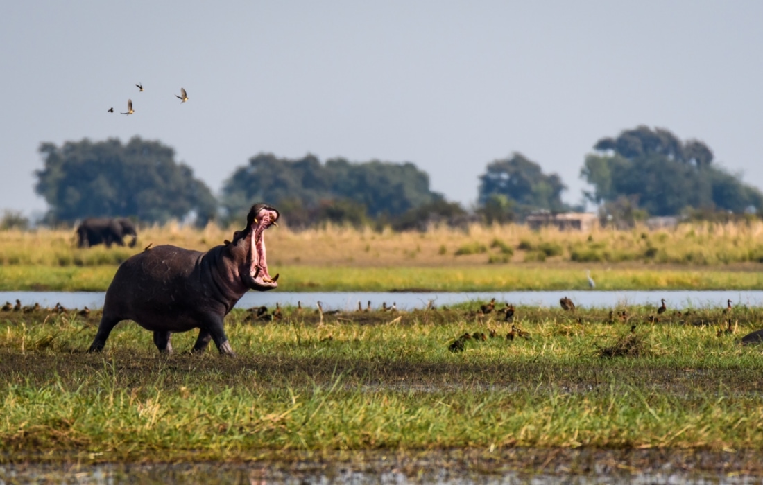 Suaygırı Hippopotamus amphibius