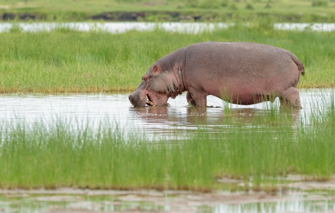 Suaygırı Hippopotamus amphibius
