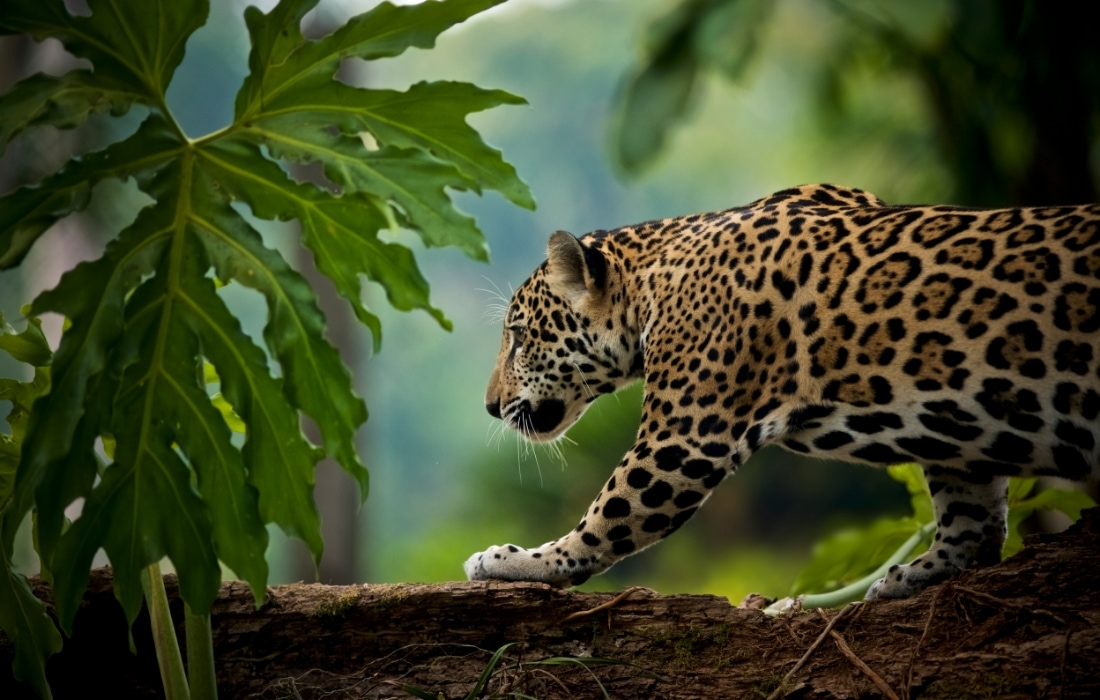 Jaguarlar genellikle gece avlanır. Gözleri loş ışıkta iyi görür. Ama karanlık ormanda gezinmek yalnızca gözle olmaz. Bu konuda bıyıkları da ona çok yardımcı olur.Bıyıkları çok hassastır. Karanlıkta nesnelere çarpmasını önler. Avının peşindeyken çevresini dokunmadan “hisseder”. Özellikle dar alanlarda yön bulmasına yardım eder.