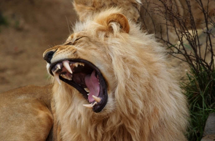 Aslan