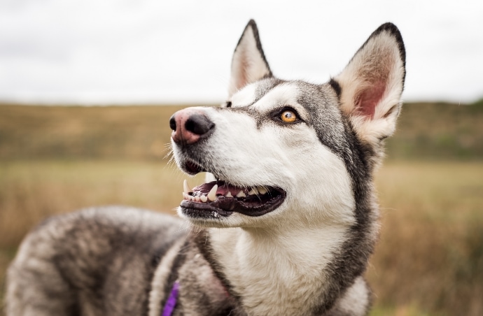 Köpek