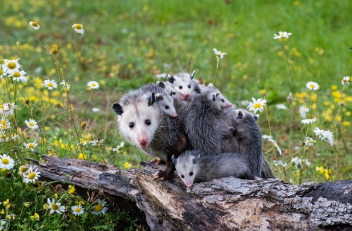 Opossum