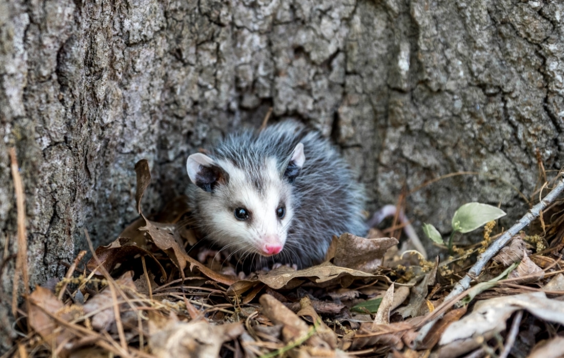 Opossum