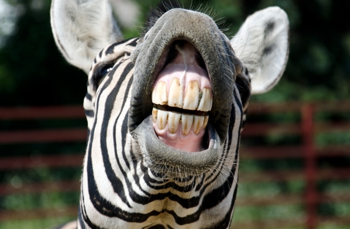 Zebra