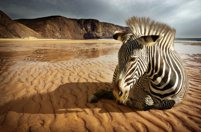 Zebra