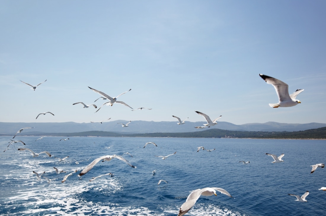 m a martilar Martı mı? Albatros mu?