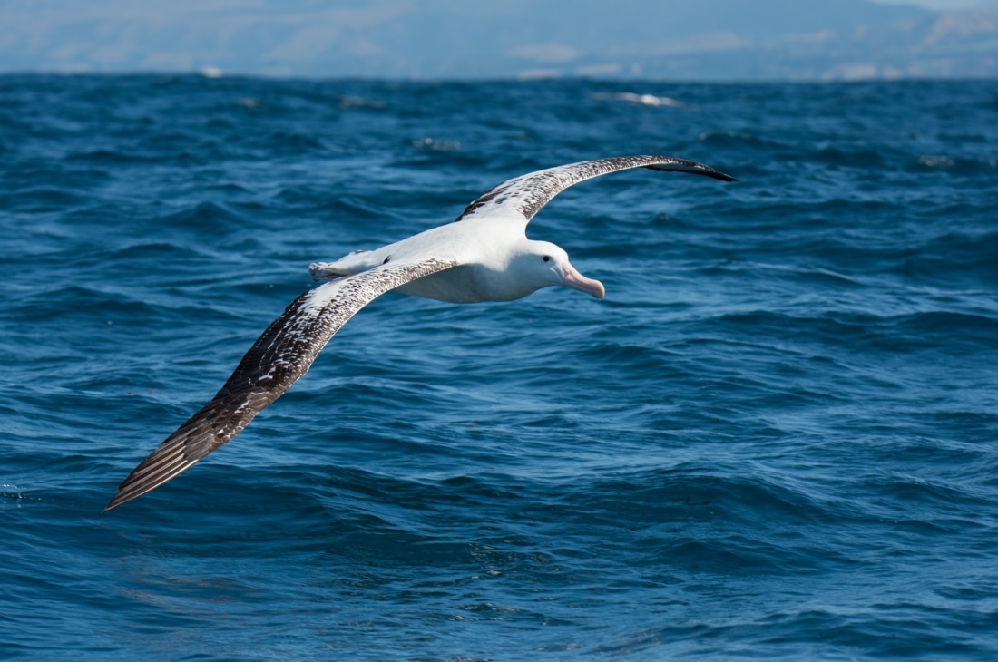 albatros kanatları