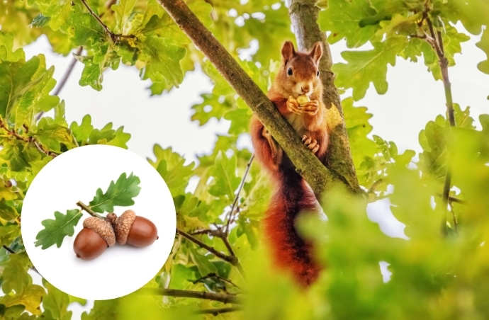meşe ağacı