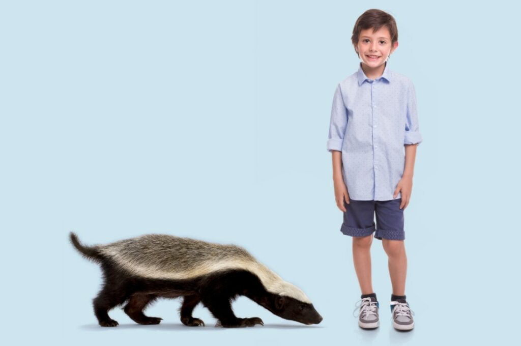 bal porsuğu büyüklüğü