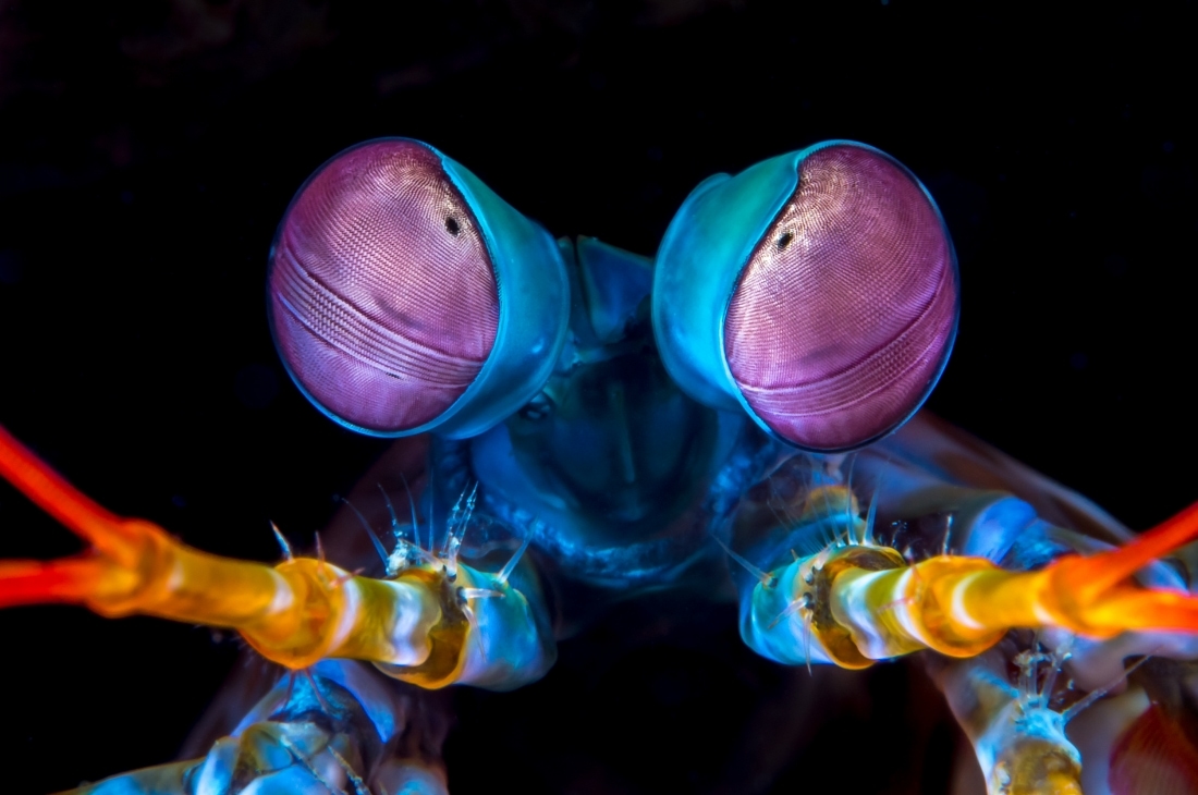 m k 2 Tavus Kuşu Mantis Karidesi