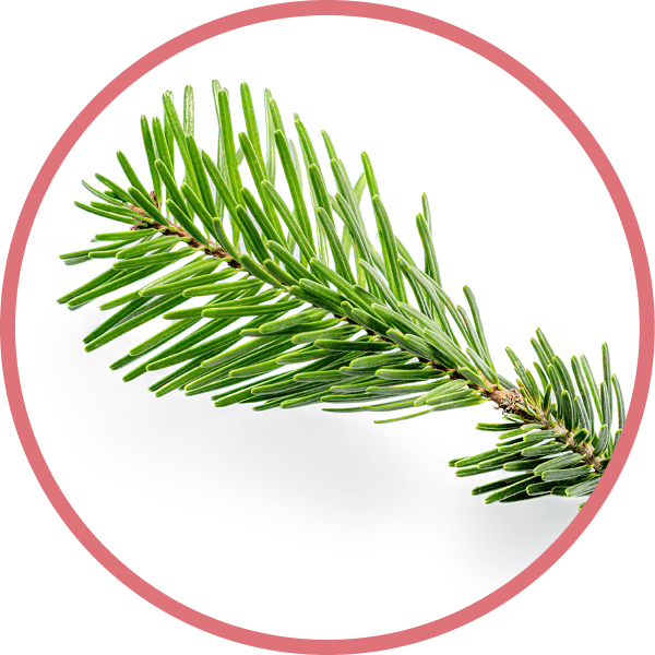 Fir tree branch isolated on white background. Green Pine close up. Christmas concept. 