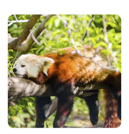 Rectangle